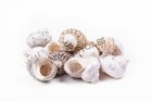 Mexican Turbo Sea Shell Beach Craft Hermit Crab 1 1 2  - 2 1 2   10 Pcs   jc-034