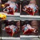 Beautiful Live Betta Fish Red Galaxy Fancy Halfmoon Plakat Male Thailand S2