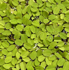 100  Leaf Water Spangles Salvinia Minima Live Aquarium Plant