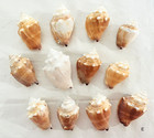 Lot 12 Fighting Conch Seashells Florida Nautical Seashells Beach Wedding Decor E