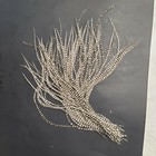 100 9-11  Whiting Grizzly Rooster Saddle Hackle Feathers Hair Extensions Crafts