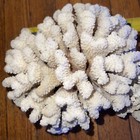 Natural White Ocean Reef Cauliflower Sea Coral Piece 1 Ft X 6   