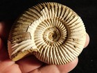 111 Million Year Old  White Ribbed Ammonite Fossil With Stand 120gr