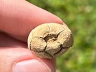 Nice Fossil Crinoid Phanocrinus Alabama Bangor Limestone Formation