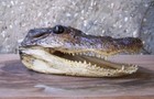 American Alligator Head 6   Skull Taxidermy Gator Teeth Big Reptile Swamp Real