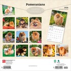 Pomeranians   2026 12x24   hanging  Monthly Square Wall Calendar   Plastic-free