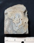 Rare Ordovician Cystoid  pleurocystites Maquoketa Formation  Wisconsin