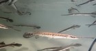 Live Tropical Fish- Longnose Gar  lepisosteus Osseus  6-6 75 Inch Juv