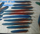 Greenwing And Blue And Gold Macaw Feathers