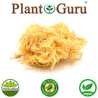 St Lucia Sea Moss   Dr Sebi Irish Moss Wildcrafted 100  Raw Gold  Purple  Green 