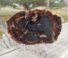 Great Park City Petrified Wood Round Polished Utah Silver Creek Jct Miocene 4x3 