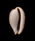 Cypraea  bistolida  Ronniewatti 28 0mm     Umkomaas  Kwazulu-natal     Rare