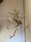 Large Manzanita Driftwood  Reptile Tank Decor   Aquascape  Terrarium  Aquarium