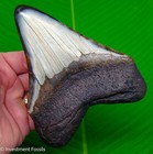 5 40    Megalodon Shark Tooth Real Fossil Xl Big  - 11 6 Ounces
