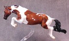 Breyer   Glossy Hoopla   Breyerfest Pinto Bristol Online Traditional Model Horse