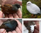 10 Button Quail Hatching Eggs From 12 Diff Color Groups You Choose Shipping Cost