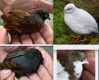40 Button Quail Eggs Choose From 12  Colors Ships 2 Day Fedex Only Read All