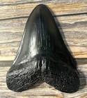Resin Carcharodon Megalodon Tooth Replica With Serration-shark Teeth Simulated