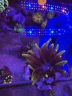 Chicago Sunburst Anemone Wysiwyg 3 Inch