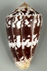 Conus Ermineus 68 1mm Robust Near Gem Burgundy Brown Cone Shell Senegal