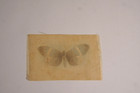 Vintage Tokio Cigarette Butterfly Silk Factory No  649 Ny  inv A 