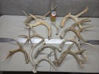 All Sheds Bulk Lot  9 2lb Wild Cgrade Whitetail Deer Antler Horn Decor Weathered