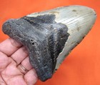 Megalodon Shark Tooth Real Fossil - 4 39    Natural Shark Teeth - No Restorations