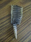 Rattlesnake Rattles W  Skin Rattle Snake Art  Jewlery Education Rattlers S9