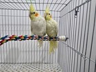 Bendable Climbing Bird Cotton Rope Perch  Colorful Bungee Toy For Parrot Cage