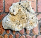 Agatized Fossil Coral - Tampa Bay  Florida - Gorgeous Color 