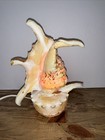 Vintage Real Conch Shell Lamp Night Light Accent Light W  In-line Power Switch