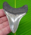3 38     Megalodon Shark Tooth  Serrated Real Fossil W  Perfect Tip - No Resto 