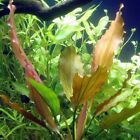 Echinodorus Rose One Plant -freshwater Aquatic Live Plants Super Price       