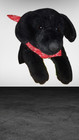 Animal Alley Toys R Us Black Lab Labrador Puppy Dog Realistic Plush