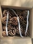 Canary  Island Pine Cones Assorted Sizes