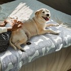 Dog Blankets For Dogs 3 Pack Dog Blanket Washable 23  X 16  Fuzzy Soft Pet Mat