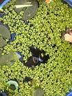100  Live Giant Duckweed Floating Aquarium Plant  Freshwater Tropical Beginner