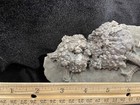 Rolling Three  Fossil Crinoids  Crawfordsville  In