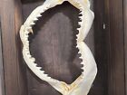 Beautiful Sharks Jaw -- Real Sharks Teeth -- 7   