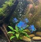 1 Pair  - Cichlid Rams Short Body - Electric Blue Balloon Ram - Rare Fish