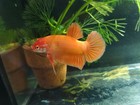 Live Betta Fish Giant Bigsize Super Orange Hmpk Male Real Picture