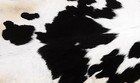 100  New Cowhide Rugs Area Cow Skin Leather  45  X 42   Cow Hide Sa-1135