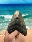 Megalodon Fossil Giant Shark Teeth Ocean No Repair 5 75  Huge Beautiful Tooth