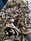 Craft Grade Medium Flat Rate Box Of Bones  Antlers And Skulls