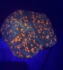Large Bright Yooperlite Rock- Over 11     400 Obo
