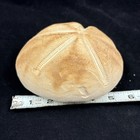Beautiful White Puffer Sea Biscuit Shell Sand Dollar Beach Crafts Nautical Decor
