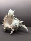 Chicoreus Ramosus 27cm Giant Monster  Muricidae  Murex  Sea Shell  Philippines