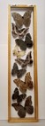 Real Framed Butterflies 9 Amazing Butterflies Blue Morpho Mounted Double Glass 