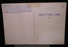 American Museum Of Natural History Old Dinosaur Postcard Brontosaurus Fossil
