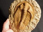 Big  530 Million Year Old  Museum Andalusiana Trilobite Fossil Morocco 796gr